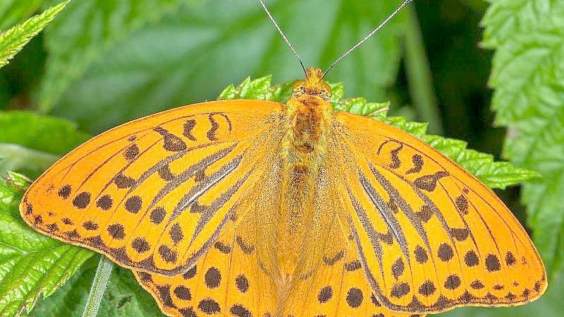 Ein orangener Falter sitzt auf einem Blatt. Der Kaisermantel ist der Schmetterling des Jahres 2022. Foto: T. Laußmann/dpa