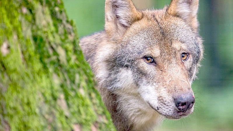 Die meisten Rudel leben lau des Wolfsmonitoring in Brandenburg. Foto: Lino Mirgeler/dpa