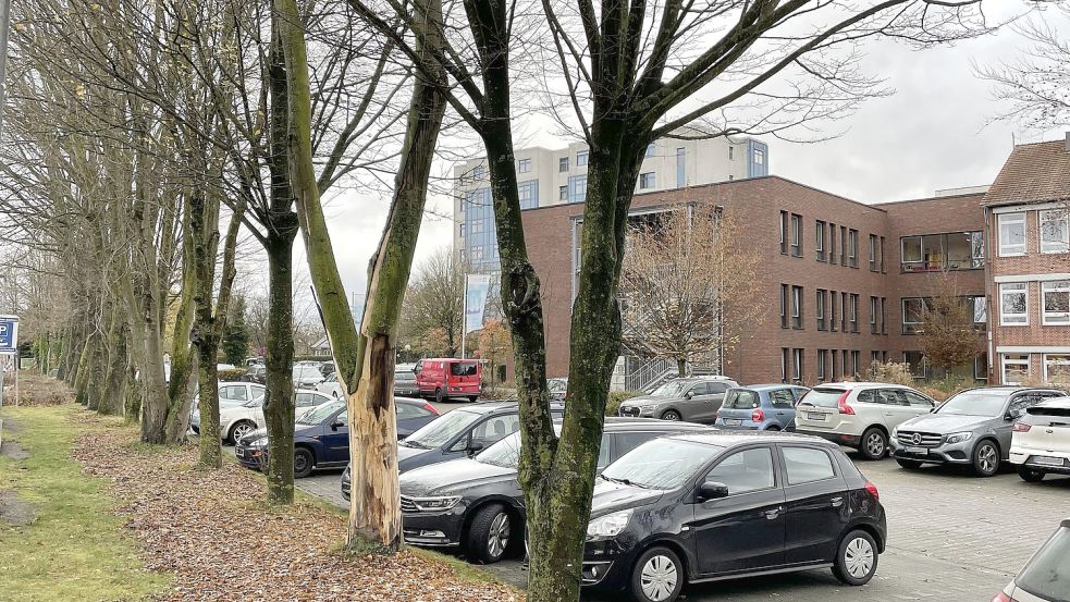 Auf dem Grünstreifen entlang der Heinrich-von-Oytha-Straße sollen für den Neubau des St.-Marien-Hospitals 15 Bäume gefällt werden. Foto: Stix