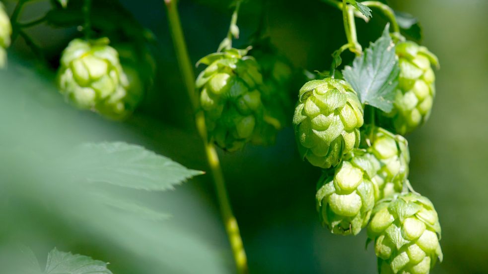 Naturprodukt Bier. Doch wie nachhaltig arbeitet die Brauwirtschaft? Foto: picture alliance/dpa/ Sven Hoppe