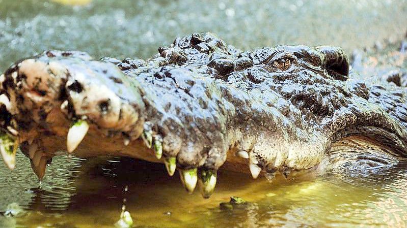 Eine junge Britin überlebte einen Krokodilangriff in Sambia (Symbolbild). Foto: Brian Cassey/AAP/dpa
