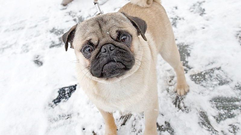 Ein Mops beim Spaziergang im Schnee. Foto: Arno Burgi/dpa-Zentralbild/dpa