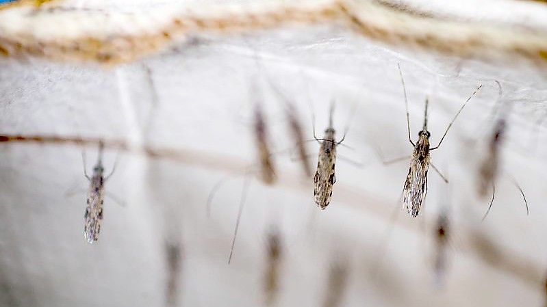 Malariamücken im Labor. Foto: Sven Torfinn/WHO/dpa