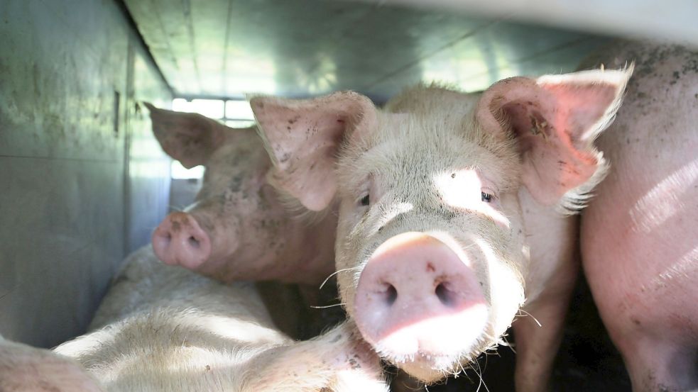 Die größten deutschen Discounter wollen nur noch Schweinefleisch aus Deutschland anbieten. Foto: imago images/blickwinkel