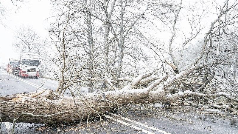 Ein umgestürzter Baum blockiert die A702 in der Nähe von Coulter in Großbritannien. Foto: Jane Barlow/PA Wire/dpa