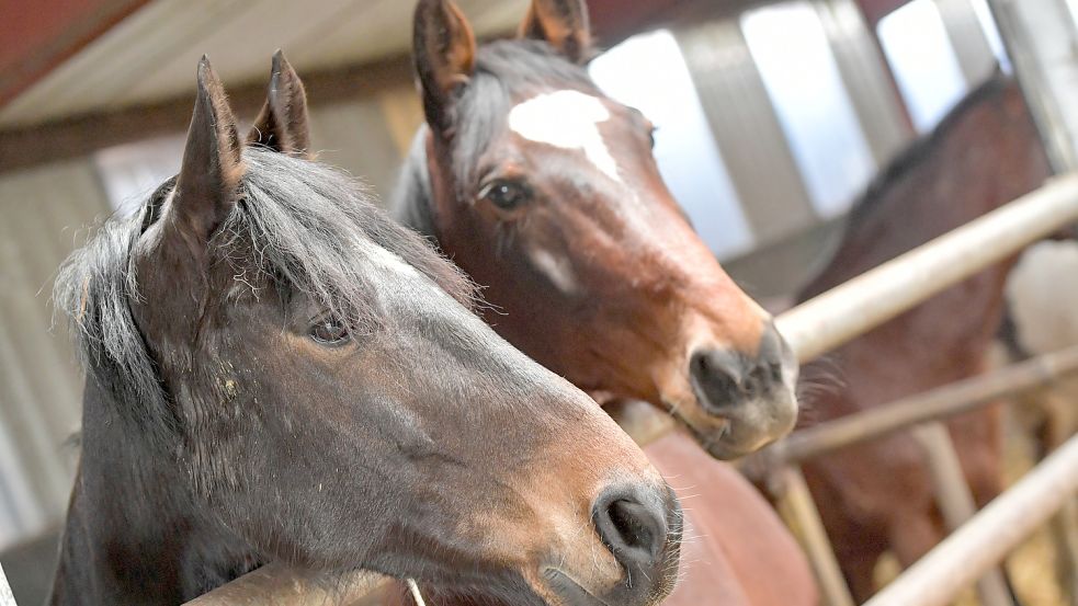 Pferde kann man nicht einfach im Stall stehen lassen und sie sich selbst überlassen. Die Besitzer müssen dafür Sorge tragen, dass die Tiere ihr starkes Bewegungsbedürfnis ausleben können. Foto: Ortgies