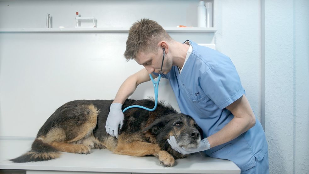 Die Auricher Tierarztkammer hat signalisiert, bei der Impfkampagne helfen zu wollen. Bild: ostfriesen.tv