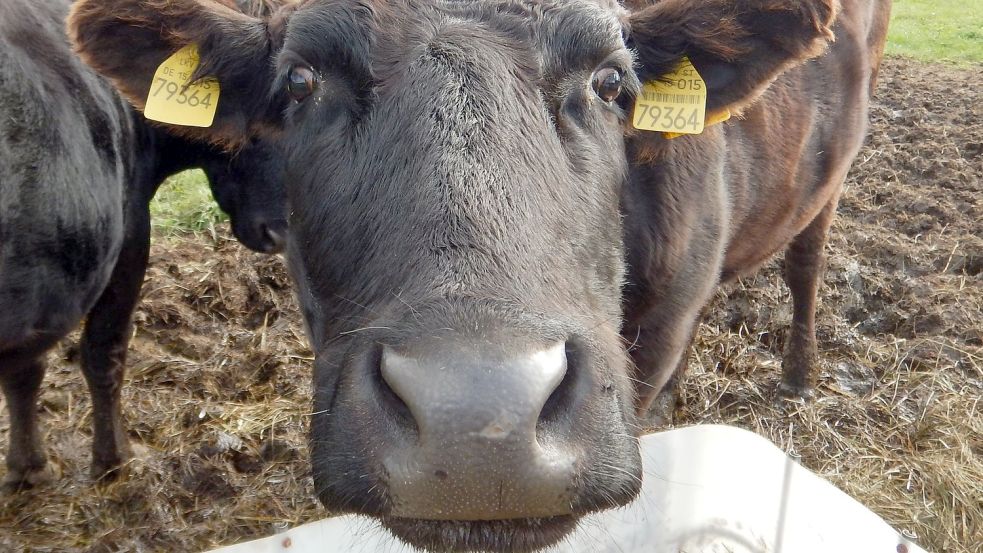 „Mamiko“ war 2015 die erste Japan-Kuh in Klein Wokern bei Teterow. Foto: Elke Ehlers