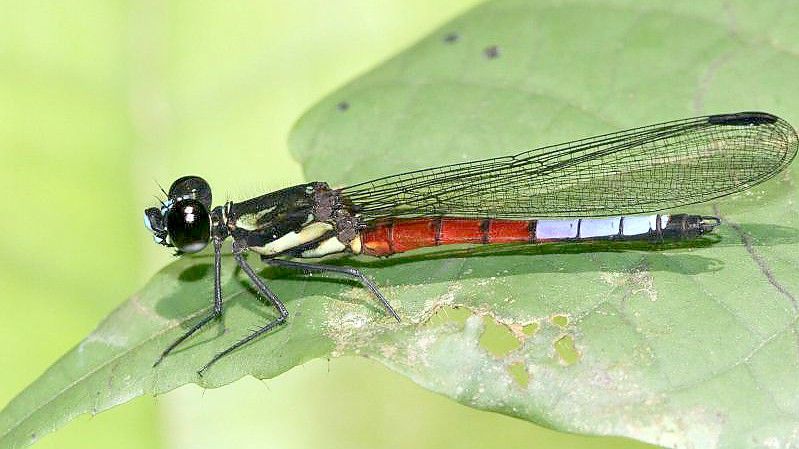 Eine Libelle der Art Africocypha varicolor sitzt auf einem Blatt. Die Weltnaturschutzunion (IUCN) hat für die Rote Liste der gefährdeten Arten erstmals die Libellen untersucht. Foto: Andre Günther/IUCN/dpa