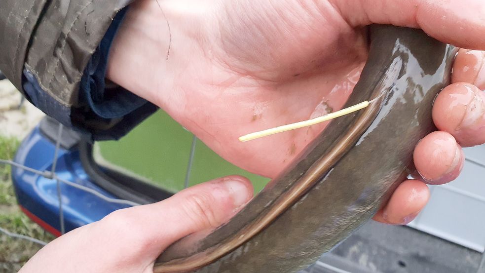 Die gefangenen Aale werden mit einem kleinen Fähnchen markiert. Geht so ein Aal einem Angler oder Fischer ins Netz, kann er den Fundort über die darauf angegebene Telefonnummer oder E-Mail-Adresse melden. Für diese Mühe gibt es 25 Euro „Finderlohn“. Foto: Gettkowski