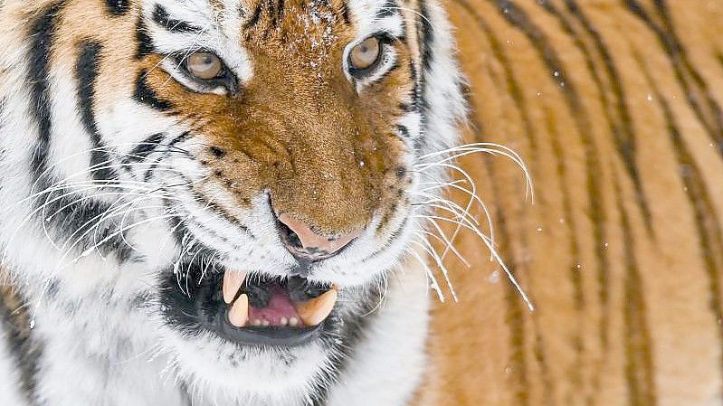 Extreme Schneemassen im äußersten Osten Russlands gefährden derzeit den ohnehin bedrohten Amur-Tiger. Foto: Patrick Pleul/dpa-Zentralbild/dpa