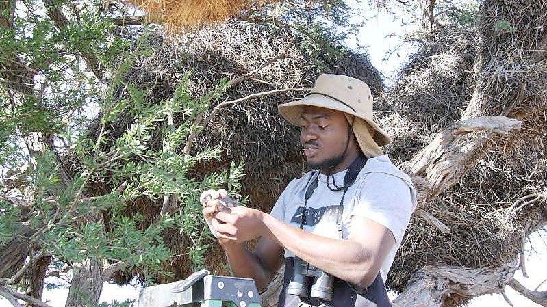 Olufemi Olubodun untersucht ein Nest von Siedlerwebern in einer Akazie, in das sich ein Paar Zwergfalken eingenistet hat. Foto: Kristin Palitza/dpa