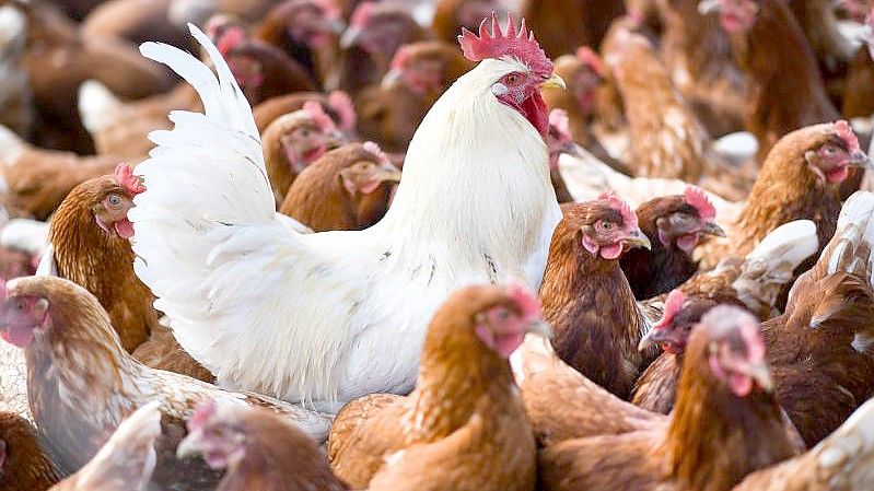 Ein weißer Hahn steht in einer Schar von braunen Hühnern. Foto: picture alliance / Felix Kästle/dpa