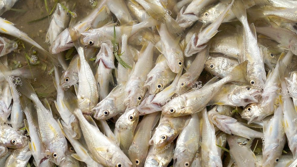 Ins Netz gegangen: Mehr als ein Drittel des weltweiten Fischbestands gilt als überfischt. Das bestehende System staatlicher Subventionen fördert den Raubbau in Meeresgewässern. Foto: Eric Gay/dpa