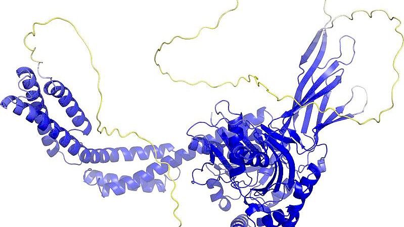 Von einem Computerprogramm errechnetes Rückgrat einer Proteinstruktur. Sogenannte Sekundärstrukturelemente sind als Bänder wiedergegeben. Die gelben Bereiche sind wahrscheinlich flexibel, und nur eine mögliche Struktur ist dargestellt. Foto: AlphaFold Protein Structure Database/dpa