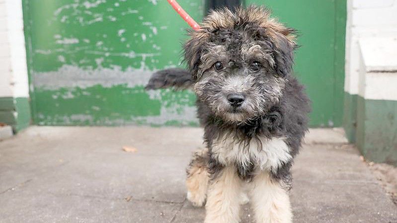 Leo, ein Mischlingswelpen, vor einem Hundehaus in einem Tierheim in Hamburg. Foto: Christian Charisius/dpa