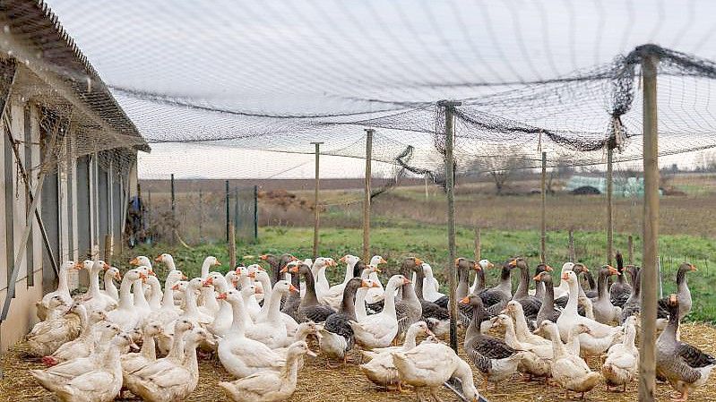Auf dem Hof von Gilbert Schmitt werden Enten und Gänse gezüchtet, die Spezialität seines Betriebes ist Foie Gras, also Enten- und Gänsestopfleber, beziehungsweise Fettleber. Foto: Philipp von Ditfurth/dpa