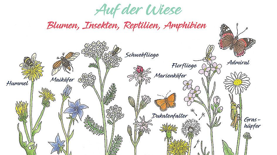 In dem Buch werden Tiere und Pflanzen erklärt, damit du sie in der Natur wiedererkennen kannst. Foto: Isensee-Verlag