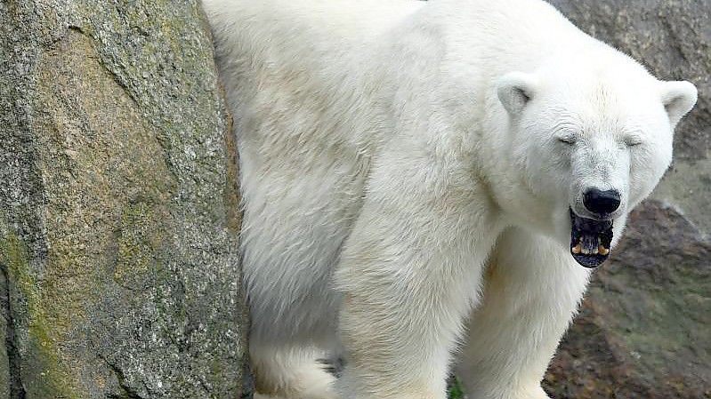 Eisbärin Katjuscha gähnt. Katjuscha ist im Alter von 37 Jahren im Zoo Berlin gestorben. Foto: Maurizio Gambarini/dpa