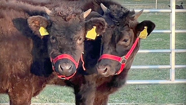 Die Wagyu-Rinde leben nun in Meinersfehn. Foto: privat