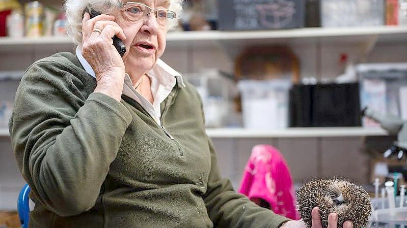 Karin Oehl sitzt in ihrem Keller und telefoniert mit einer Frau, die einen verletzten Igel zu ihr gebracht hat. Foto: Marius Becker/dpa