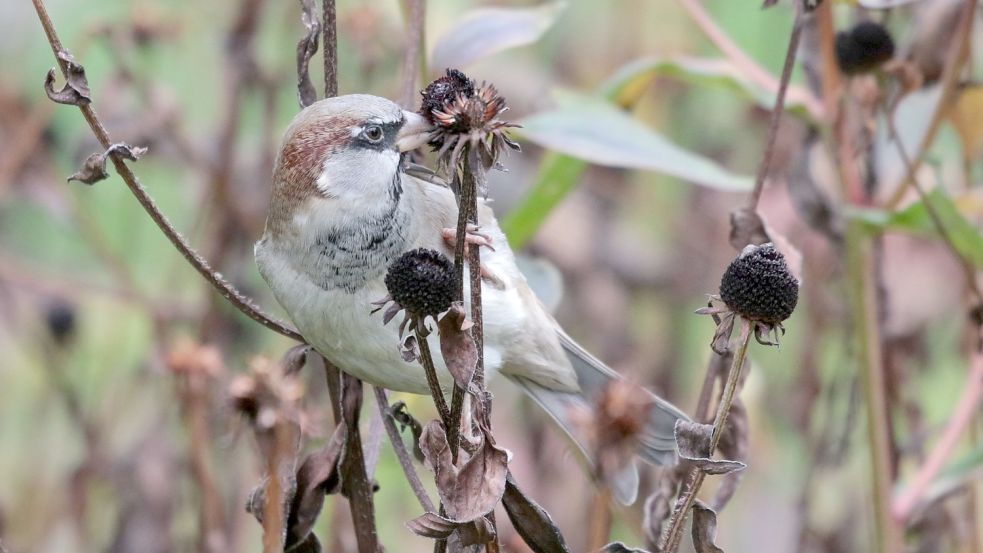 Der Spatz gehörte 2021 in Ostfriesland zu den am häufigsten beobachteten Vögeln. Foto: Hofmann/DPA