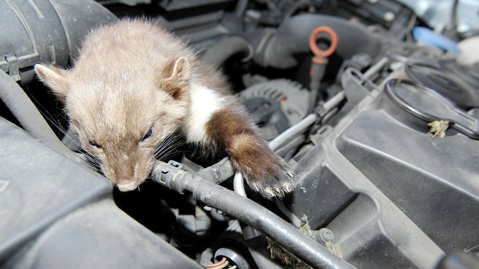 Immer wieder vergreifen sich Marder, vor allem Frühjahr und im Sommer an den Brems- oder Kühlwasserschläuchen eines Autos. Foto: HUK-COBURG