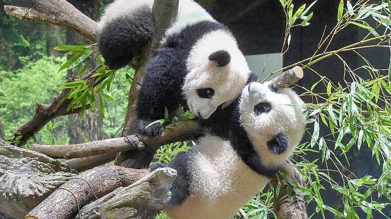 Die Panda-Zwillinge Xiao Xiao (oben) und Lei Lei können im Ueno Zoo in Tokio bestaunt werden. Foto: Uncredited/Zoologische Parkgesellschaft Tokio via AP/dpa