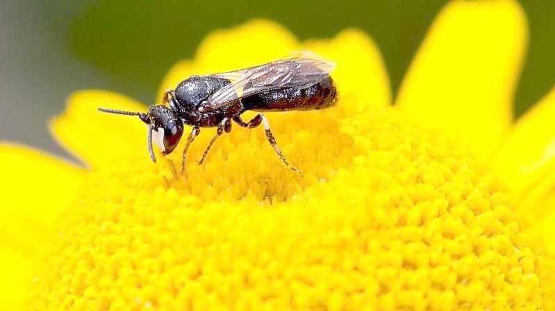 Das Männchen einer Rainfarn-Maskenbiene im Blütenstand einer Färber-Kamille. Foto: Hans-Richard Schwenninger/NABU Baden-Württemberg/dpa