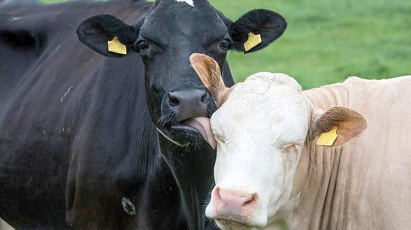 Zwei Milchkühe auf einer Weide. Foto: Daniel Bockwoldt/dpa