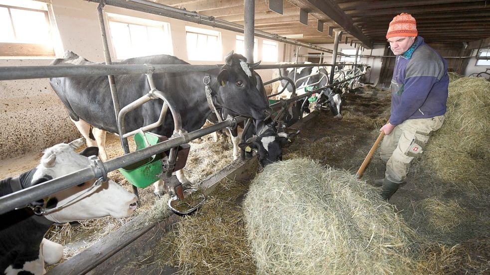 Kühe an der Kette: In vielen Ställen gerade in Süddeutschland ist das noch Realität. Die Bundesregierung will zumindest die ganzjährige Anbindehaltung beenden. Foto: Patrick Seeger/dpa