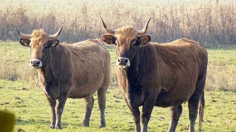 Auf mehreren Weiden in Ostfriesland stehen die Heckrinder. Foto:Nabu