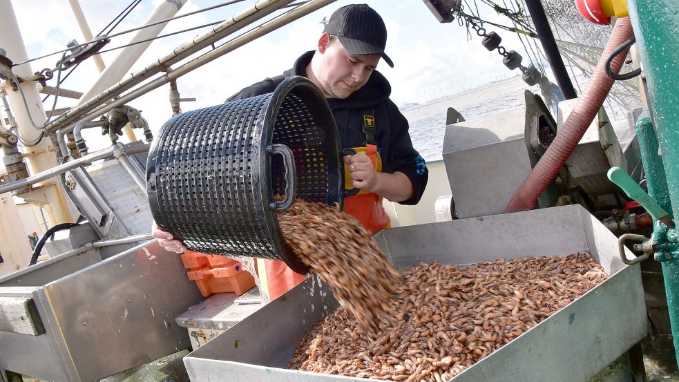 Zwar fahren die Fischer in Ostfriesland weiterhin raus, um Krabben zu fangen, aber seit 1992 herrscht in Deutschland ein Heimschälverbot und im industriellen Maßstab lohnt sich die Arbeit hier nicht. Stattdessen wird die Ware nach Marokko geschickt – zumindest noch. Archivfoto: Wagenaar