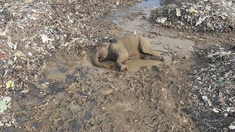 Der Körper eines wilden Elefanten liegt in einer offenen Mülldeponie im Dorf Pallakkadu im Osten Sri Lankas. Foto: Achala Pussalla/AP/dpa
