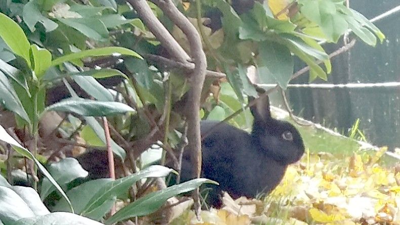Ausgebüxt: Monatelang lebten die Kaninchen freilaufend in den Gärten der Nachbarn, nagten dort die Pflanzen an. Einfangen ließen sie sich nicht. Foto: privat