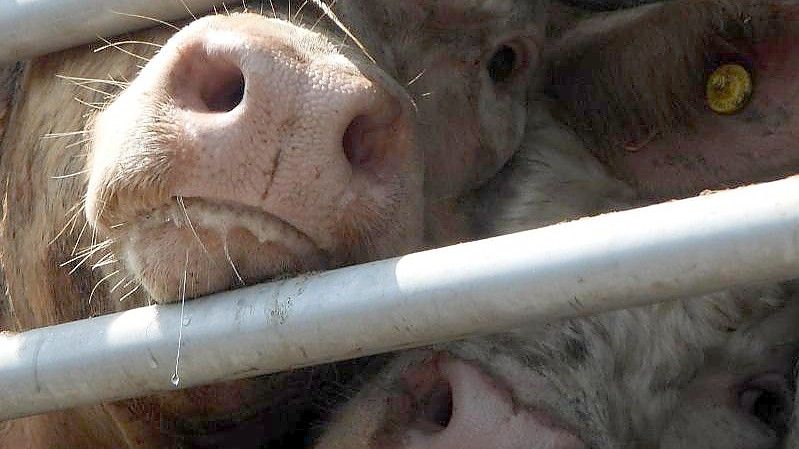 Rinder in einem Tiertransporter. Foto: Animal Welfare Foundation/dpa
