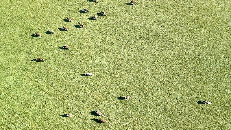 Auf weiter Flur - grasende Kühe im Schwarzwald. Foto: Silas Stein/dpa