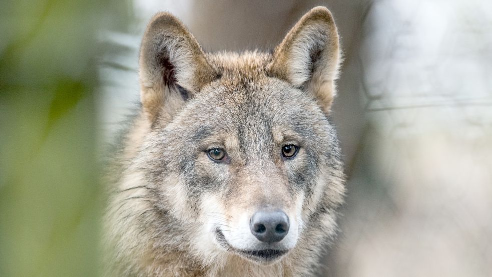 Ein Wolf steht in einem Gehege. In freier Wildbahn jagen Wölfe häufig Nutztiere. Das niedersächsische Umweltministerium klärt jetzt die Zuständigkeiten bei Wolfsrissen neu. Foto: Thissen/DPA
