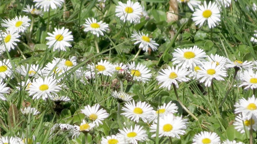 Wenn sich Hobbygärtner jetzt um die Blumensaat für dieses Jahr Gedanken machen, sind Gänseblümchen bei vielen ein Thema. Foto: Berends-Lüürßen