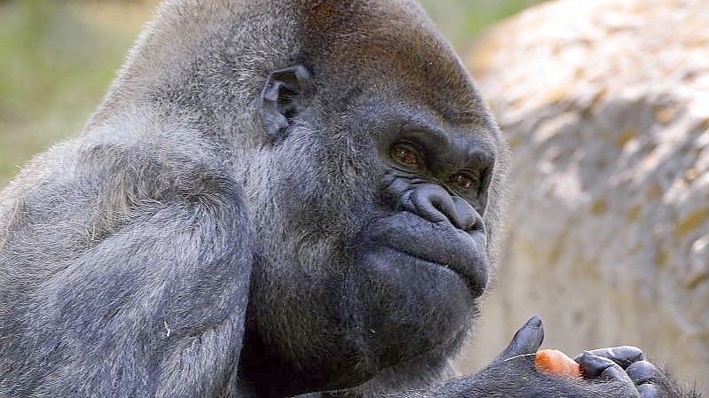 Ozzie, ein Westlicher Flachlandgorilla, wurde am 24. April 1961 in freier Wildbahn in Afrika geboren. Foto: Erik S. Lesser/EPA/dpa