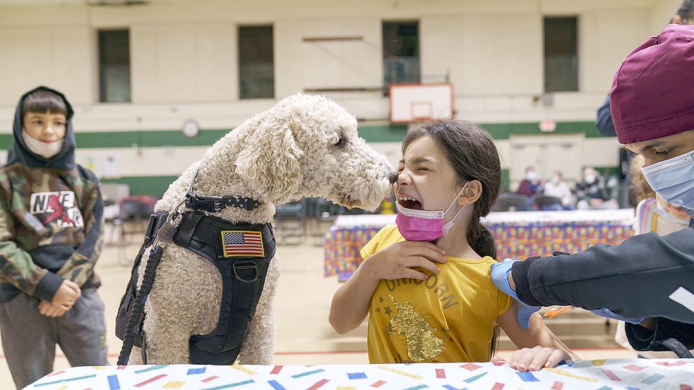 Manche Hunde sollen Corona-Infizierte am Geruch erkennen können. Der Hund auf dem Foto ist jedoch ein Therapiehund, der ein Kind bei einer Corona-Impfung ablenkt. Foto: Goldman/AP/dpa