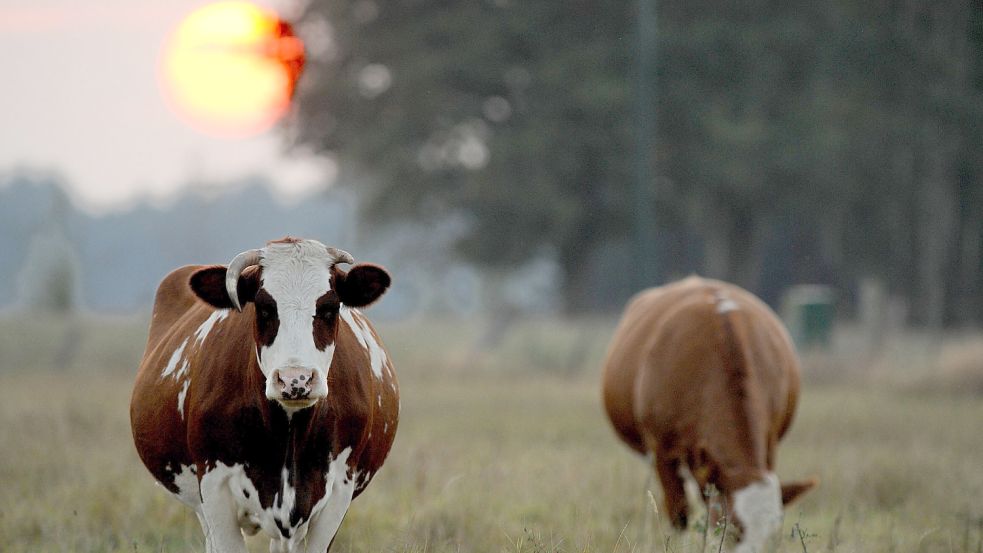 In Bremen sind mehrere trächtige Kühe und ein Kalb von einer Weide gestohlen worden. Foto: Ingo Wagner / dpa (Symbolbild)