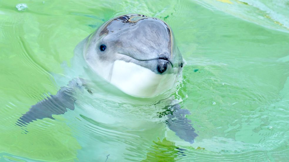 Sind besonders gefährdet und leiden unter Lärm im Meer: Schweinswale. Foto: imago/blickwinkel