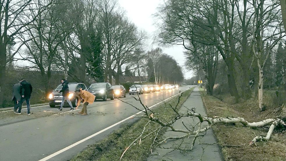 Auf der B70 bei Steenfelde wurden Autofahrer selber aktiv und zogen einen umgestürzten Baum von der Straße. Foto: Lohmann