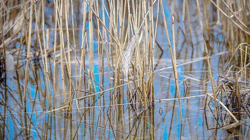 Schilfrohr im Wasser. Foto: Jens Büttner/dpa-Zentralbild/dpa