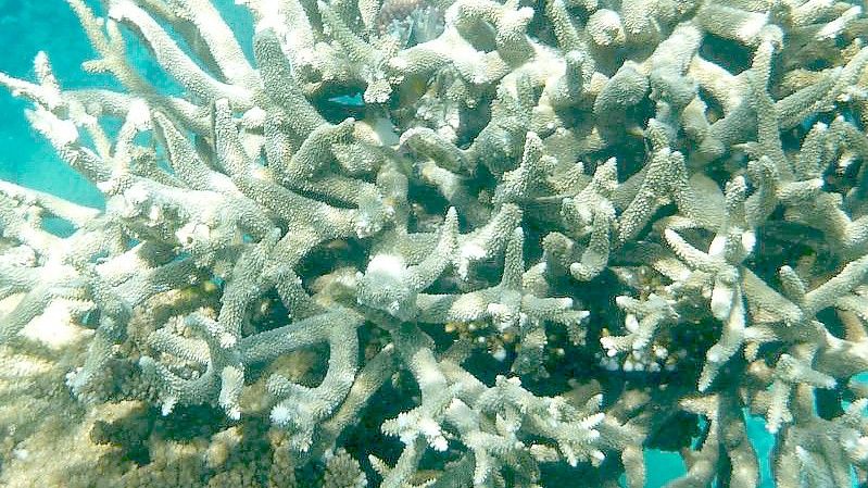 Korallen am Great Barrier Reef, die von der Korallenbleiche betroffen sind, vor der Küste von Cairns. Foto: Daniel Naupold/dpa