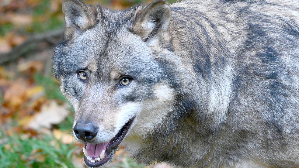 Ein Wolf steht in einem Gehege vom Wildpark Neuhaus im Solling. Für die Untersuchungen der Risse wild lebender Wölfe sind in Niedersachsen seit 1. Februar die Bezirksförster zuständig. Doch rund läuft das noch nicht. Foto: DPA