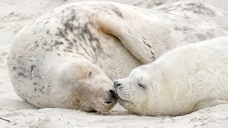 Eine junge Kegelrobbe und das Muttertier liegen am Strand der Düne vor Helgoland. Foto: picture alliance / dpa