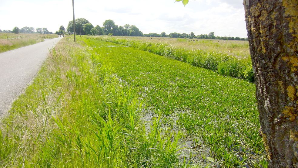 Im Sommer ist die Wieke in Neukamperfehn von einem Teppich aus Krebsscheren bedeckt. Foto: Privat