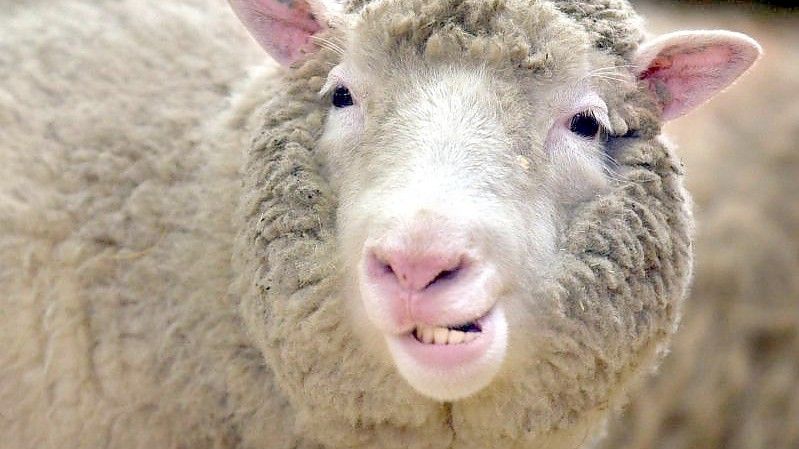 Das Klonschaf Dolly löste eine riesige Debatte aus. Foto: Curtis/epa/dpa/Archiv